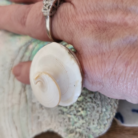 Sea Shell Ring - Picture 4 of 7